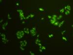 Histone H3 Antibody in Immunocytochemistry (ICC/IF)