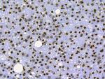 Histone H3 Antibody in Immunohistochemistry (Paraffin) (IHC (P))