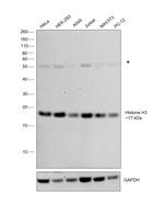 Histone H3 Antibody in Western Blot (WB)