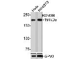 JMJD1B Antibody in Western Blot (WB)