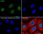 MSH6 Antibody in Immunocytochemistry (ICC/IF)