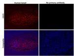 CD21 Antibody in Immunohistochemistry (Paraffin) (IHC (P))