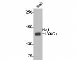 CD21 Antibody in Western Blot (WB)