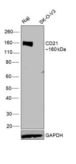 CD21 Antibody in Western Blot (WB)