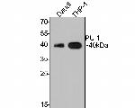 PU.1 Antibody in Western Blot (WB)