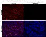 Arginase 1 Antibody in Immunohistochemistry (Paraffin) (IHC (P))