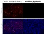 Arginase 1 Antibody in Immunohistochemistry (Paraffin) (IHC (P))