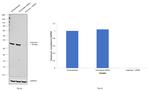 Arginase 1 Antibody in Western Blot (WB)