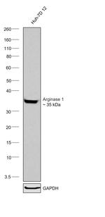 Arginase 1 Antibody in Western Blot (WB)