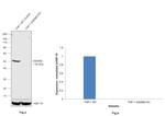 GSDMD Antibody in Western Blot (WB)