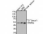 TGF beta-1 Antibody in Western Blot (WB)