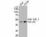 TGF beta-1 Antibody in Western Blot (WB)