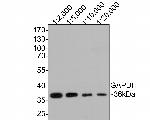 GAPDH Antibody in Western Blot (WB)