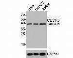 CECR5 Antibody in Western Blot (WB)