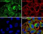 DTYMK Antibody in Immunocytochemistry (ICC/IF)