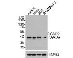 PCBP2 Antibody in Western Blot (WB)