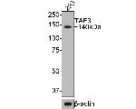 TAF3 Antibody in Western Blot (WB)