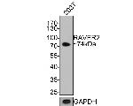 RAVER2 Antibody in Western Blot (WB)