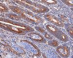 eIF1AX Antibody in Immunohistochemistry (Paraffin) (IHC (P))