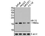 eIF1AX Antibody in Western Blot (WB)