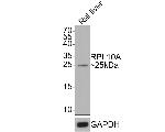 RPL10A Antibody in Western Blot (WB)