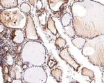 RASEF Antibody in Immunohistochemistry (Paraffin) (IHC (P))