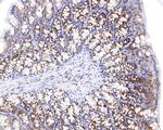 RASEF Antibody in Immunohistochemistry (Paraffin) (IHC (P))