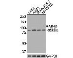 RASEF Antibody in Western Blot (WB)