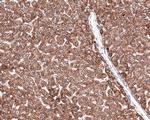 ACAT1 Antibody in Immunohistochemistry (Paraffin) (IHC (P))