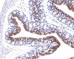 GALT Antibody in Immunohistochemistry (Paraffin) (IHC (P))