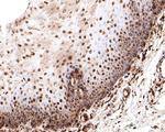 PRPF31 Antibody in Immunohistochemistry (Paraffin) (IHC (P))