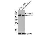 HOMER1 Antibody in Western Blot (WB)