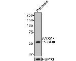 Annexin A7 Antibody in Western Blot (WB)