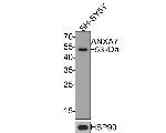 Annexin A7 Antibody in Western Blot (WB)