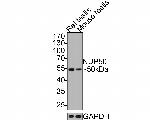 NUP50 Antibody in Western Blot (WB)