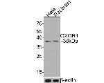 OXGR1 Antibody in Western Blot (WB)