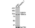 CSDE1 Antibody in Western Blot (WB)