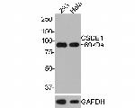 CSDE1 Antibody in Western Blot (WB)