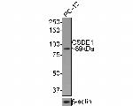 CSDE1 Antibody in Western Blot (WB)