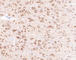 PREPL Antibody in Immunohistochemistry (Paraffin) (IHC (P))