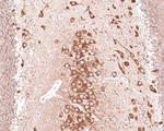 PREPL Antibody in Immunohistochemistry (Paraffin) (IHC (P))