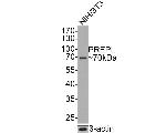 PREPL Antibody in Western Blot (WB)