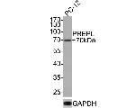 PREPL Antibody in Western Blot (WB)