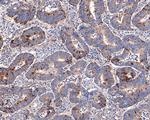 Annexin A7 Antibody in Immunohistochemistry (Paraffin) (IHC (P))