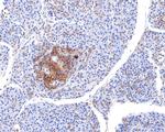 Annexin A7 Antibody in Immunohistochemistry (Paraffin) (IHC (P))