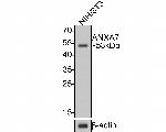 Annexin A7 Antibody in Western Blot (WB)