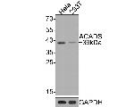 ACADS Antibody in Western Blot (WB)