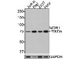 WDR1 Antibody in Western Blot (WB)