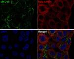 MYO19 Antibody in Immunocytochemistry (ICC/IF)