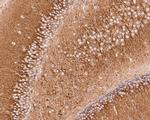 TPMT Antibody in Immunohistochemistry (Paraffin) (IHC (P))